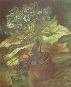 Vincent Van Gogh Cineraria in a Flowerpot (nn04) USA oil painting reproduction